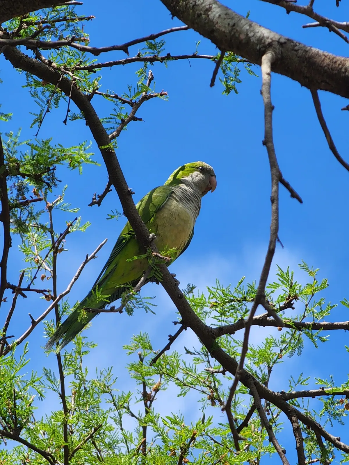 Naturaleza y fauna en Apart Club San Pedro