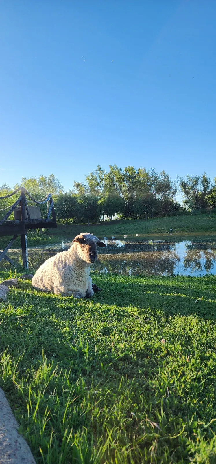 Fauna autóctona del río Paraná en Apart Club San Pedro